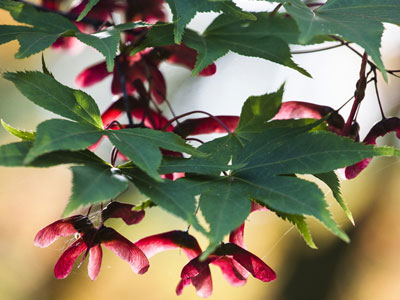 Un arce, para todos los jardines