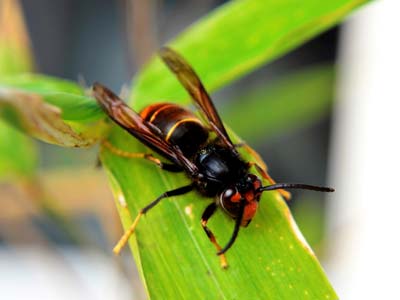 como atrapar la avispa asitica ?