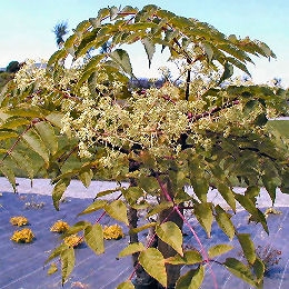 Hiedra aralia 'Variegata' - Aralia x lizei 'Variegata'