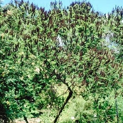 Amorpha fruticosa - Falso indigo - Amorpha pubescens