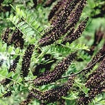 Amorpha fruticosa - Falso indigo - Amorpha pubescens