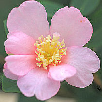 Camelia del otoo - Camellia sasanqua