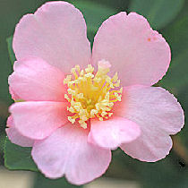 Camelia del otoo - Camellia sasanqua