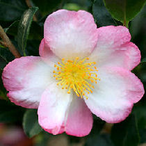 Camelia del otoo - Camellia sasanqua