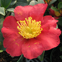 Camelia del otoo - Camellia sasanqua