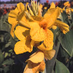 Canna - Canna edulis