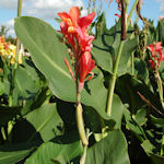 Canna - Canna edulis