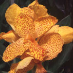 Canna - Canna edulis