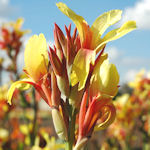 Canna - Canna edulis