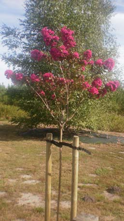 Bridas de sujecion para arboles