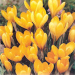 Crocus Grand Jaune