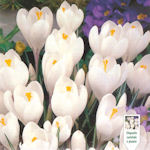 Crocus Jeanne d'Arc