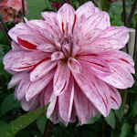 Dalia - Dahlia variabilis