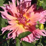 Dalia - Dahlia variabilis