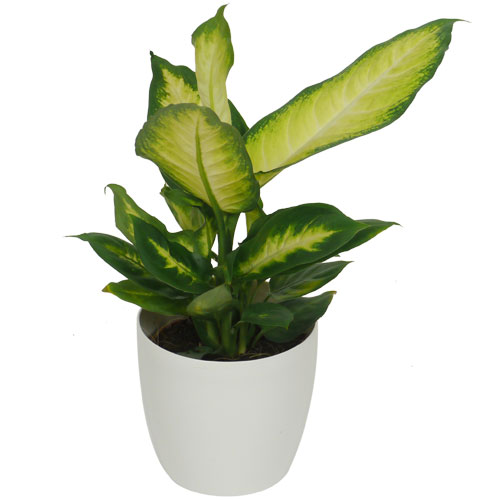 DIEFFENBACHIA 'Camilla' - c12 + Cubremaceta Blanco