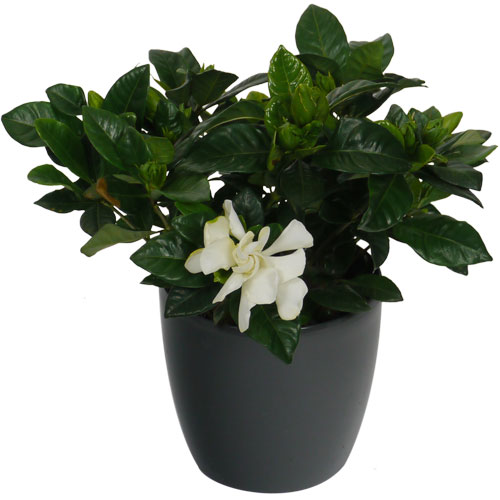 GARDENIA JASMINOIDES - c12 + Cubremaceta Antracita