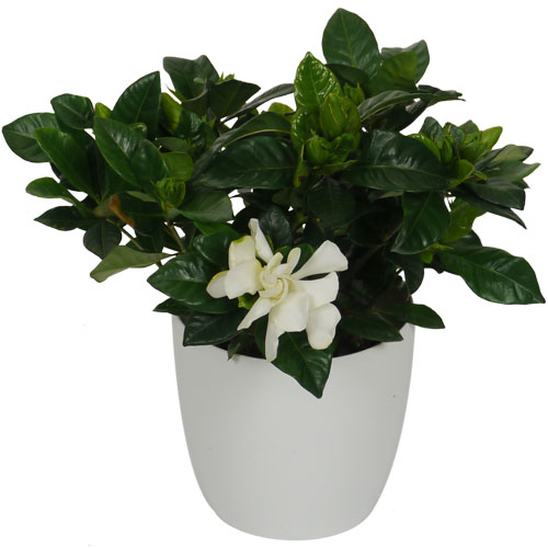 GARDENIA JASMINOIDES - c12 + Cubremaceta Blanco