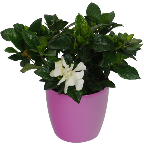 GARDENIA JASMINOIDES - c12 + Cubremaceta Rosa