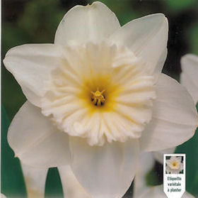 Narciso Ice Follies