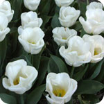 Tulipn blanco