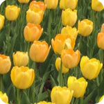 Tulipn amarillo