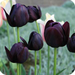 Tulipn negro