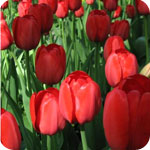 Tulipn rojo