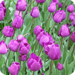Tulipán violeta