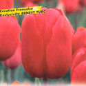 Tulipe French Passion