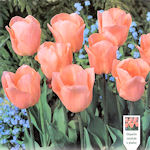 Tulipn Apricot Beauty