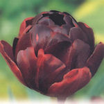 Tulipe Black Hero