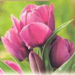 Tulipn plurifloral Purple Bouquet