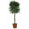 Ficus benjamina 'Danielle'