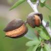 Almendro