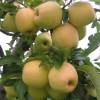 Manzano 'Golden delicious'