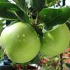 Manzano 'Granny Smith'