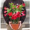 Dipladenia Rojo