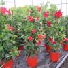 Dipladenia Rojo