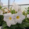 Dipladenia blanco
