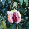 Flor de la pasin