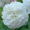 Rosal 'Susan Williams-Ellis'