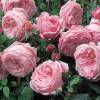 Rosal 'Spirit of Freedom'