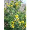 Alfalfa arb�rea