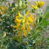 Alfalfa arb�rea