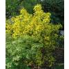 Alfalfa arb�rea