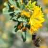 Alfalfa arb�rea