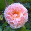 Rosal 'Abraham Darby'