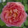 Rosal 'Abraham Darby'