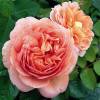 Rosal 'Abraham Darby'