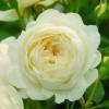 Rosal 'Claire Austin'